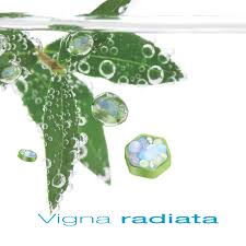 Image result for Vigna radicans