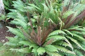 Image result for Blechnum attenuatum