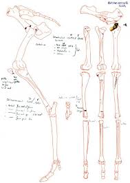 The bones of the superior portion of the skull are known as the . The Reference Collection Of Cutmarks