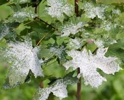 4k00:17faceless woman in cozy sheep wool sweater stirs froth on cappuccino by silver little spoon in yellow cup of hot coffee enjoying tasty smell of mokachino morning at home or cafe magic of slow morning. How To Get Rid Of White Fuzzy Fungus On Plants Powdery Mildew Davey Blog
