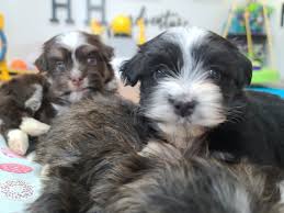 Barbara mann ann arbor, mi phone: Havanese Puppies Heavenly Havanese Imlay City Michigan