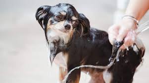 The long haired chihuahua is another coat type option for the chihuahua. Chihuahua Shedding How Much Do Chihuahuas Shed