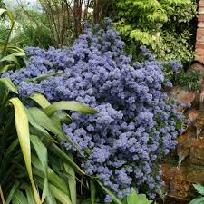 The early spring flowering varieties of ceanothus look good with clematis montana illustrated in the. Buy Californian Lilac Ceanothus Puget Blue 21 99 Delivery By Crocus