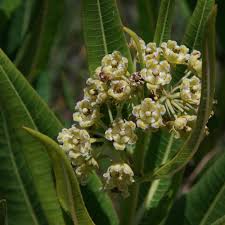 Image result for Pachycarpus