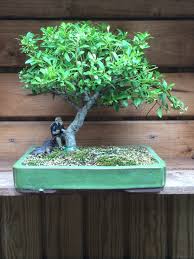 Bonsai, bonsai tree, bonsai trees, flowering, holly, ilex, indoor, japanese, outdoor, tree. Japanese Holly Sam S Bonsai ç›†æ ½