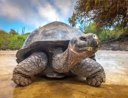 Ambii bat in pamant cu labele din spate pentru a. Top 5 Cele Mai Longevive Animale De Pe Terra Ce Specie E Aproape Nemuritoare