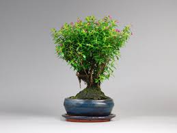 Bonsai Online Versand Shop Www Bonsai Hassler De Bonsai Online Versand Liguster