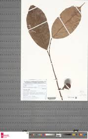 Image result for Coula edulis