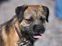 Border Terrier Price Temperament Life Span