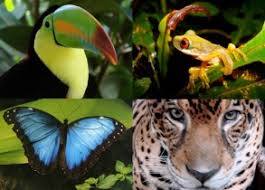 So, water is not a limiting factor in this ecosystem, at least to many of the organisms. Animals Tropical Rainforest Ecosystem