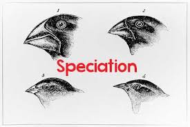 Due to this extreme distribution, it is either the best or in the bottom three of every base stat: Speciation The Formation Of New And Distinct Species In The Course Of Evolution Science Trivia Science Jokes Science For Kids