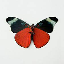 Pin On Butterflies And Other Insects I Love