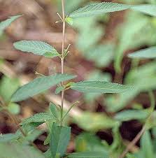 Image result for Corchorus kirkii