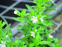 Image result for Cuphea hyssopifolia