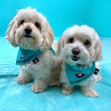 Massive Circular Saw Cuts Through A Wall