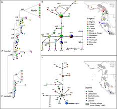 Image result for Afrostyrax kamerunensis