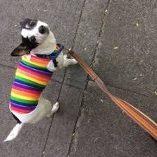 20,207 local pet store jobs available on indeed.com. Best Pet Shops Near Me March 2021 Find Nearby Pet Shops Reviews Yelp