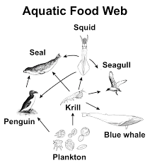 Asked sep 4, 2018 in biology by priyabharti make an aquatic food chain up to the tertiary consumer level. Trophic Levels Review Article Ecology Khan Academy
