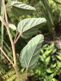 Image result for Waltheria