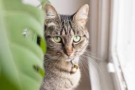 We did not find results for: Best Adult Cat And Kitten Food Brands According To A Vet Kitchn