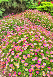 Armeria gazon d espagne planter cultiver entretenir plantes. Couvre Sol Utilite Ooreka