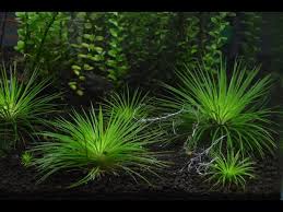 Image result for Eriocaulon setaceum