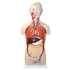 Understand the human torso with full + half sized models of the muscles, body structures + organs. Human Torso Models