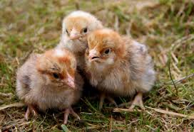 Det finnes mange forskjellige fugleinfluensavirus. Okonomi Og Naeringsliv Dyrehold For Noen Er Det Ikke Bare Koronapandemi Som Truer Ogsa Fugleinfluensa Kan Bety En Forskjell Pa Liv Eller Dod