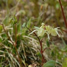 Lines for cars to pass through tolls can get incredibly long, making f. Epimedium Koreanum