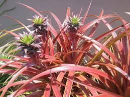 700 Ananas Comosus Var Variegatus 5 Plants Pineapple Garden