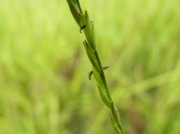 Image result for Acroceras