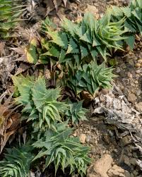 Image result for Volusia amboinensis