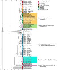 Image result for Costularia natalensis