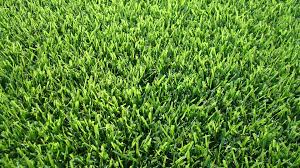 Check spelling or type a new query. Zoysia Grass Dickerson Landscaping
