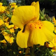 Image result for Sphaeranthus chandleri