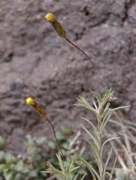 Image result for Leysera