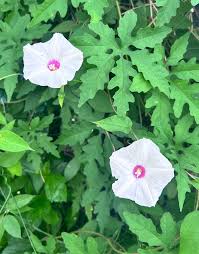 Image result for Xenostegia medium