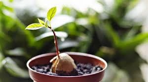 Check spelling or type a new query. How To Grow An Avocado From A Seed Gardening Ideas