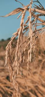 You can choose the image format you need and install it on absolutely any. Wheat Farmers Nature Hd Mobile Wallpaper Peakpx
