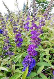 Image result for Komule empire blue