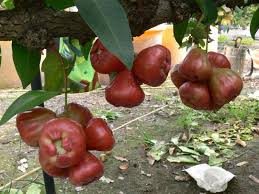 Lotus tree scientifically known as ziziphus lotus is a deciduous shrub in the buckthorn family rhamnaceae. Taiwan Black Diamond Lotus Fog Grafted Seedlings Big Leaf Red Potted Plant Fruit Tree Seedlings Black Pearl Missile Fruit Tree Seedlings