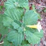 Image result for Pedalium murex