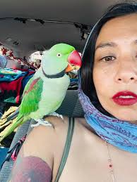 Lost blue parakeet with white wings in Foresthill, CA