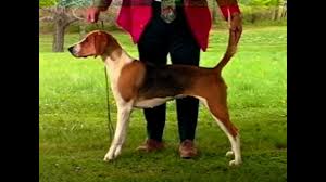 A quark is a very small thing. Quark Foxhound
