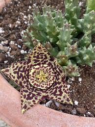 Image result for Kanahia laniflora