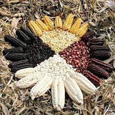 Pin On Zapatistas