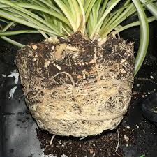 Image result for Chlorophytum bowkeri