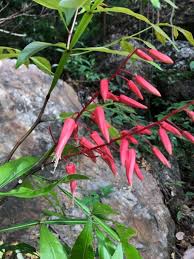 Image result for Quassia undulata