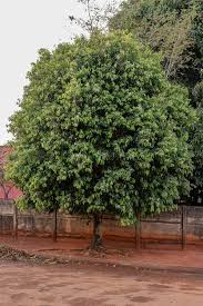 Image result for Chrysobalanaceae