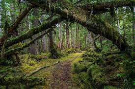 Pacific rim national park is a good place to visit in british colombia to enjoy nature: 10 Secret Places To Visit In British Columbia